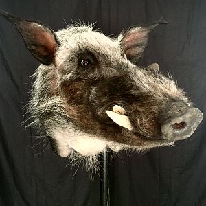 Bushpig Shoulder Mount Taxidermy