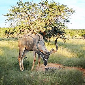 Kudu Namibia