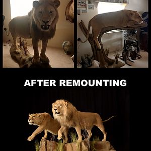 A New Life For Old Taxidermy Mounts