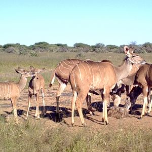 Kudu calves