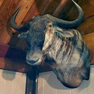 Blue Wildebeest Shoulder Mount Taxidermy