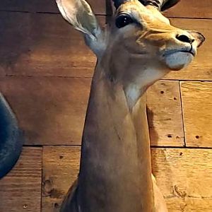 Impala Shoulder Mount Taxidermy