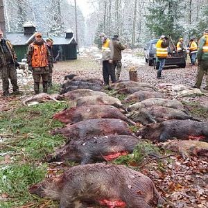 Driven Hunt Wild Boar & Deer in Poland