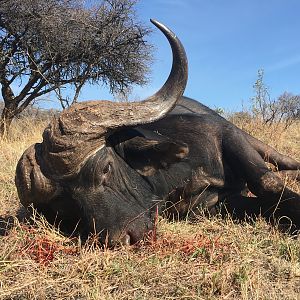 Buffalo Hunting South Africa