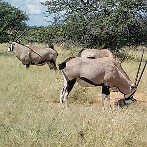 Some heavy oryx starting to show