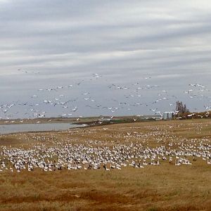 Geese Hunt Canada