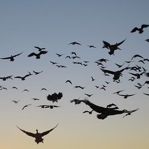 Canada Hunting Geese