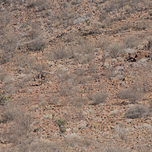 Namibia Hunt Kudu