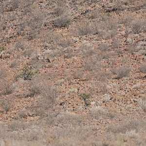 Hunting Kudu in Namibia