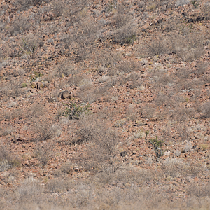 Kudu Hunt Namibia