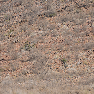 Namibia Hunting Kudu