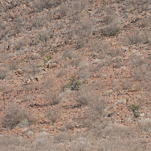 Kudu Hunting Namibia