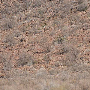 Hunting Kudu in Namibia