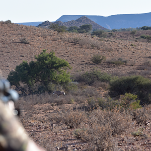 Gemsbok Hunting Namibia