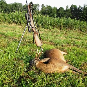 Croatia Hunt Roe Deer