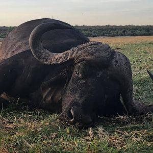 Tanzania Hunting Buffalo