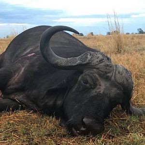 Hunt Cape Buffalo in Tanzania