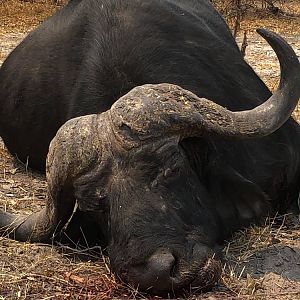 Hunting Buffalo in Tanzania