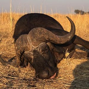 Cape Buffalo Hunt Tanzania