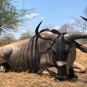 Tanzania Hunting Niassa Wildebeest