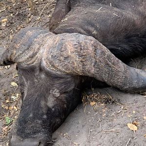 Buffalo Hunting Tanzania