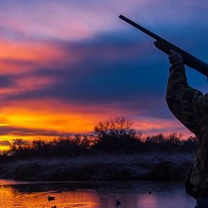 Bird Shooting South Africa