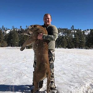 Arizona USA Hunting Mountain Lion