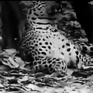 Leopard Hunt India