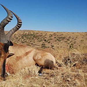 South Africa Hunting Red Hartebeest