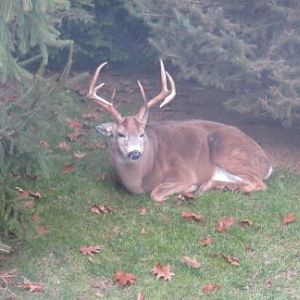 Mule Deer USA