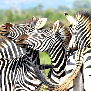 Burchell's Plain Zebra South Africa