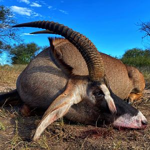 South Africa Hunt Roan Antelope