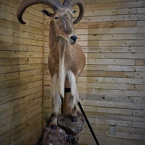 Aoudad Half Body Mount Taxidermy