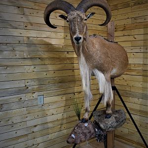 Aoudad Half Body Mount Taxidermy