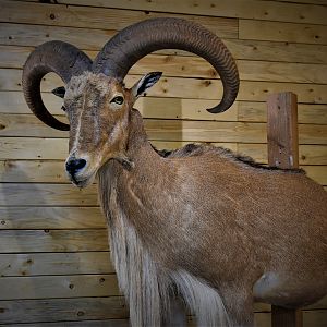 Aoudad Half Body Mount Taxidermy