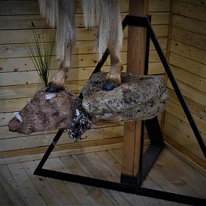 Aoudad Half Body Mount Taxidermy