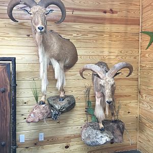 Aoudad Half Body Mount Taxidermy