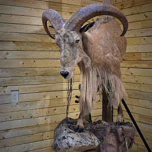 Aoudad Half Body Mount Taxidermy