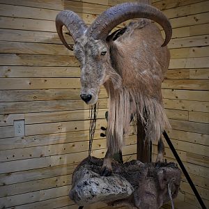 Aoudad Half Body Mount Taxidermy