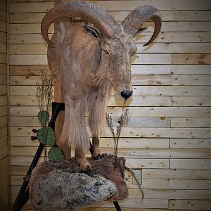 Aoudad Half Body Mount Taxidermy