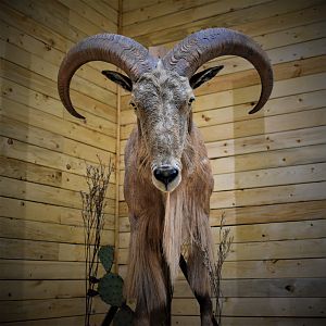 Aoudad Half Body Mount Taxidermy