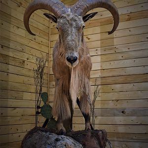 Aoudad Half Body Mount Taxidermy