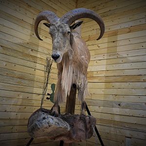 Aoudad Half Body Mount Taxidermy