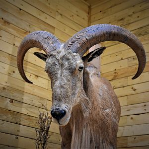 Aoudad Half Body Mount Taxidermy