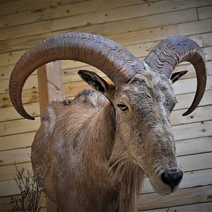 Aoudad Half Body Mount Taxidermy