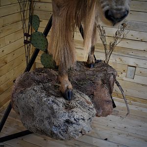 Aoudad Half Body Mount Taxidermy