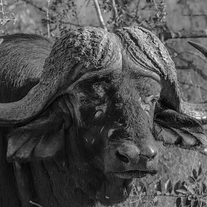 Cape Buffalo South Africa