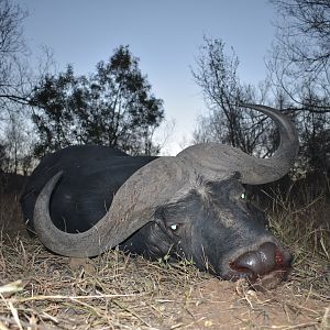 Hunt Cape Buffalo in South Africa