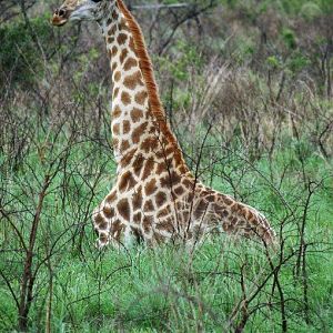 Giraffe South Africa