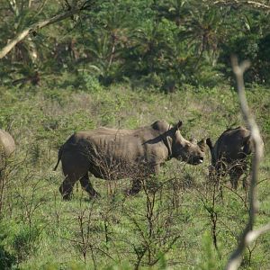 White Rhino in South Africa